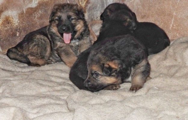 German Shepherd Puppies for sale 