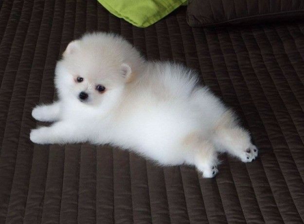 Adorable Pomeranian Puppies Available
