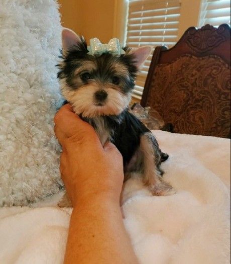 We have beautiful Yorkshire Terrier puppies available
