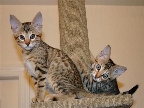 Beautiful Savannah kittens available now and ready to go