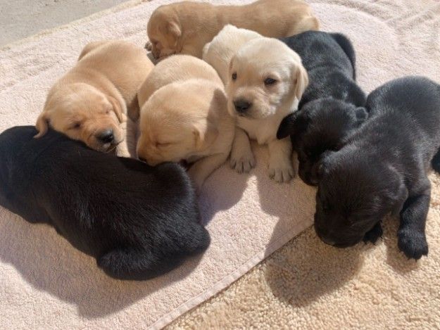 Amazing Labrador puppies