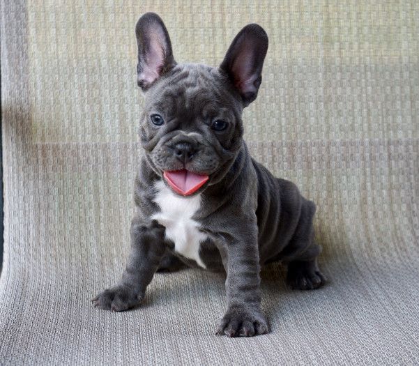 Healthy Blue French Bulldog Puppies Available For Sale