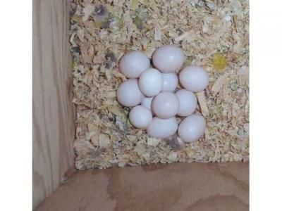 Fertile Parrot Eggs and Parrots