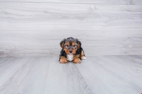 Yorkie Puppies available 
