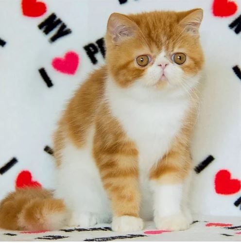 Cute Persian Kittens Currently Available