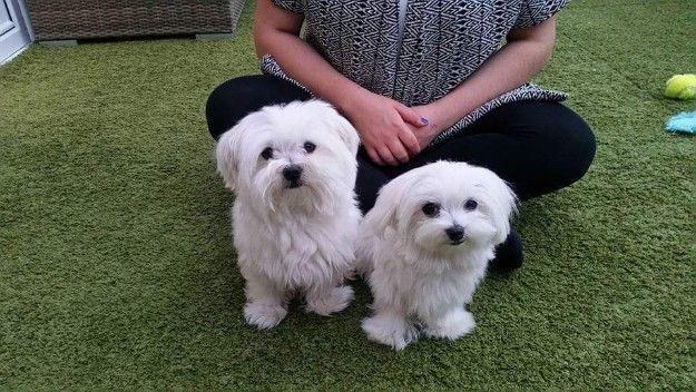 Maltese dogs and puppies for sale