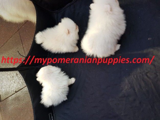 Pomeranian puppies available