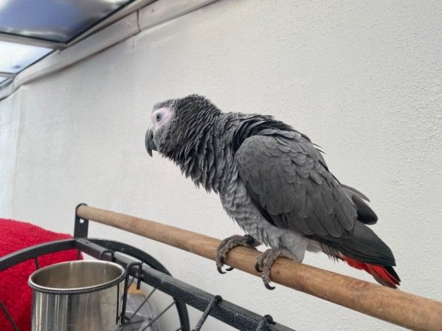 Africangrey parrots Available