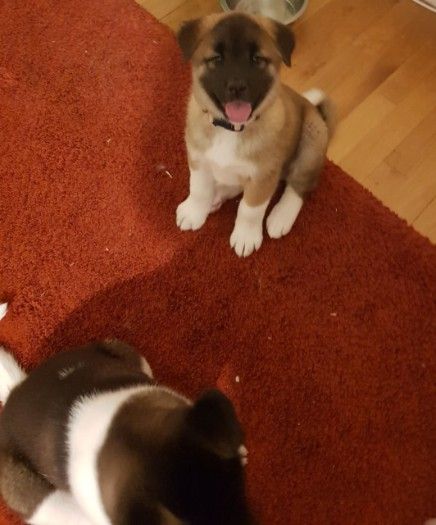 Beautiful Akita puppies ready for their new home