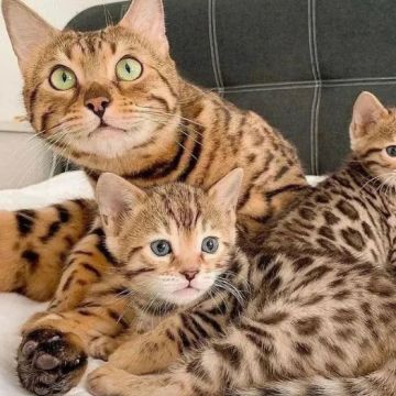 I have 3 very cute Bengal kittens for sale