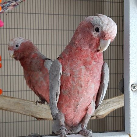 Beautiful male and female Galah parrots available for adoption