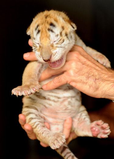 10 days old bengal cubs, cheetah cubs,white lion cubs