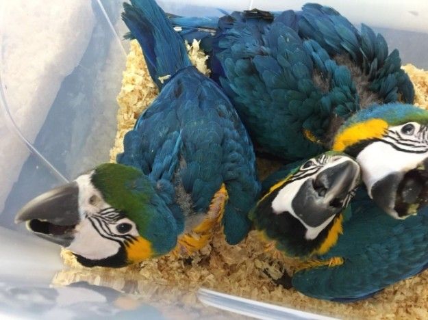 ADULT AND BABY MACAW PARROTS FOR SALE