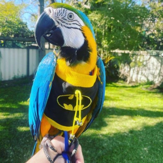 Hand raised blue and gold macaw for sale with a free cage 