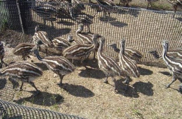 Emu chicks for Sale. Very healthy birds. Hatching eggs