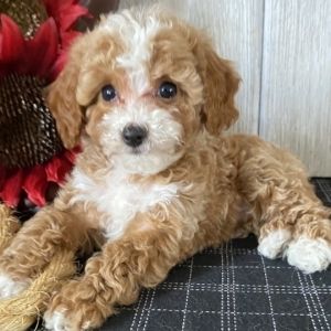 Gorgeous Cavapoo Puppies for ale