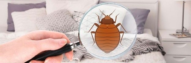 Professional & High Quality – Pest Control Services in Sharjah