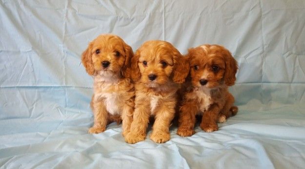 Cockapoo Puppies