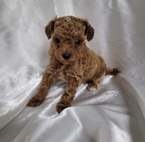 Fluffy Toy Poodle Puppies Available