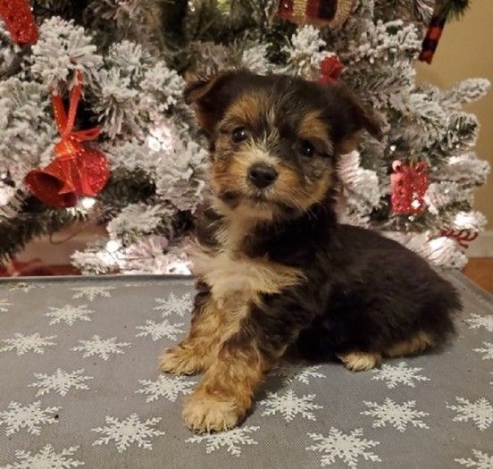 Adorable Yorkshire Puppies Available