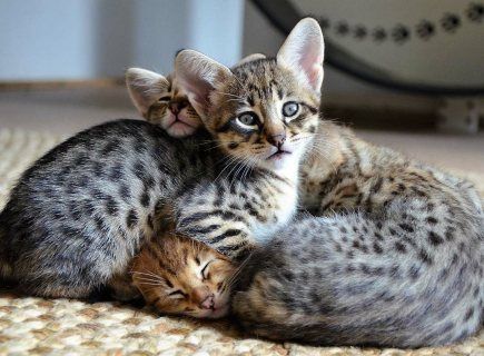 Lovely Savannah Kittens for sale 