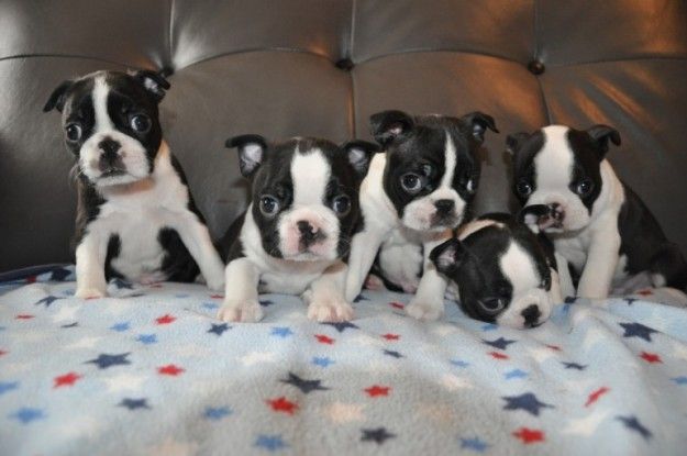 Beautiful Boston Terrier puppies,