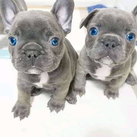 Beautiful french bulldog puppies 