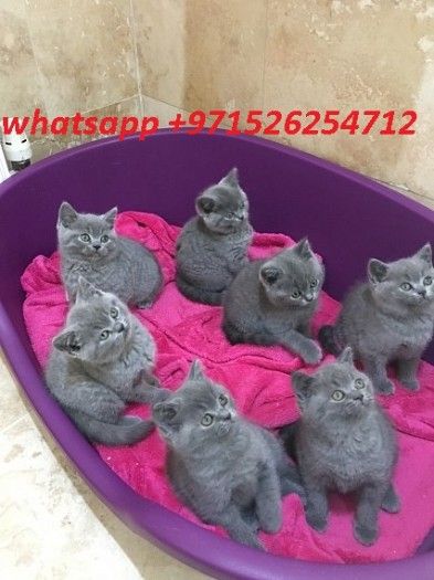 kittens available at good rates