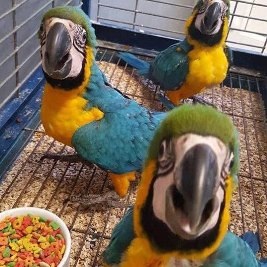 adoptable male and female cockatoo parrots for home adoption .