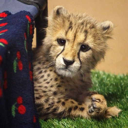 Trained Baby Cheetah Cubs available 