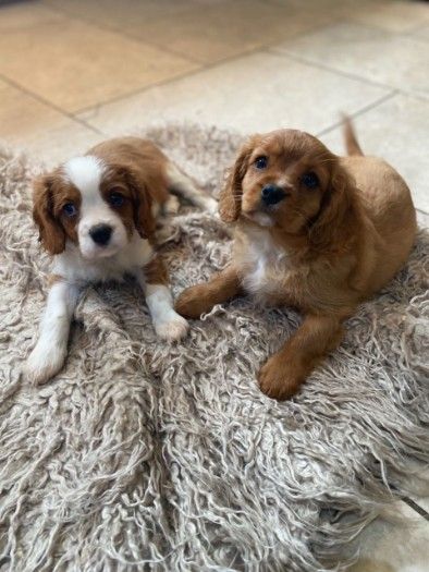 Gorgeous Cavalier King Charles Puppies For Sale