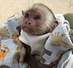 capuchin monkey WhatsApp +49 176 83845297
