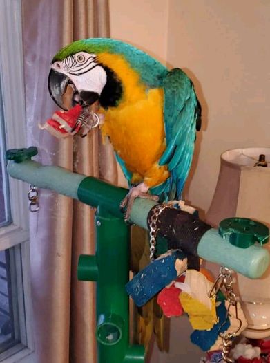 Male and female Mcaw parrots available 