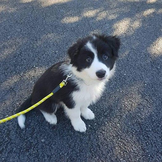 MALE AND FEMALE BORDER COLLIE PUPPY