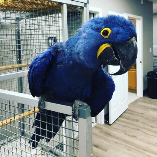 Hyacinth macaw parrots ready to go now