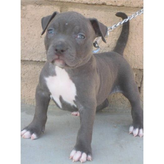 American Pit Bull Blue Line Puppies