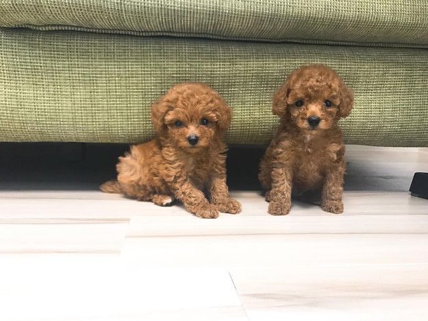 Adorable Toy Poodle Puppies Ready Now