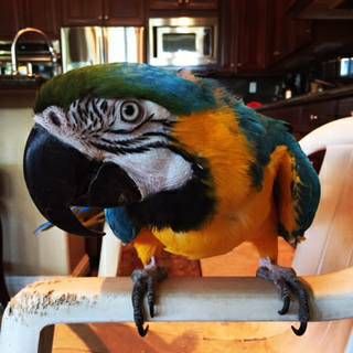  Blue and Gold Macaw Parrots and they are excel