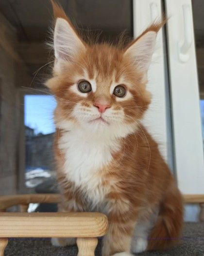 Maine Coon Kittens for adoption 