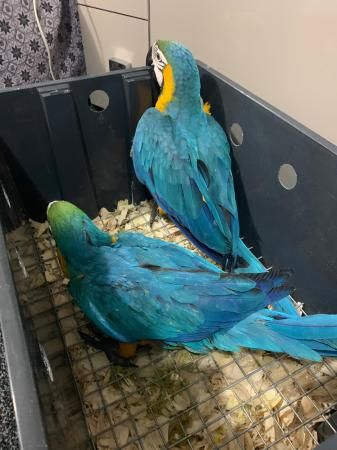 Blue And Gold Macaws available for rehorming