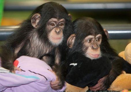 Lovely Chimpanzee Monkeys available 