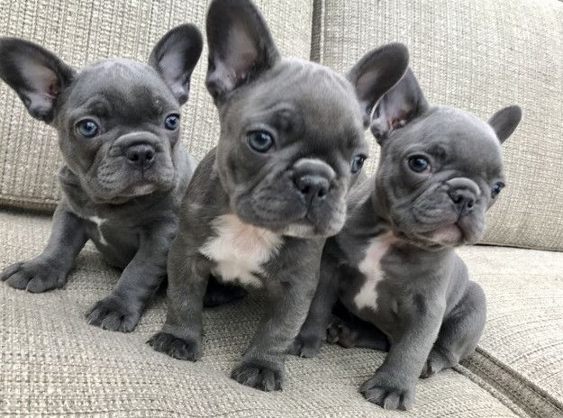 Smart Solid Blue French Bulldog Puppies For Sale