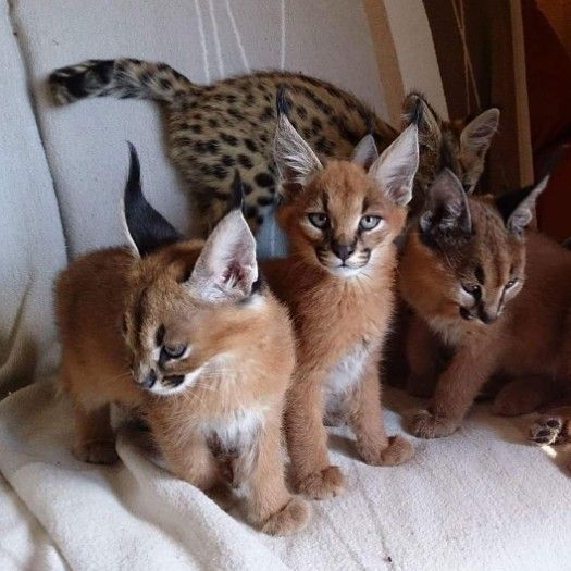 serval and caracal kittens available 