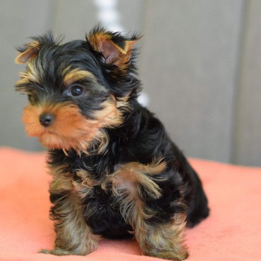 Adorable 11 week old KC registered yorkshire terrier pups