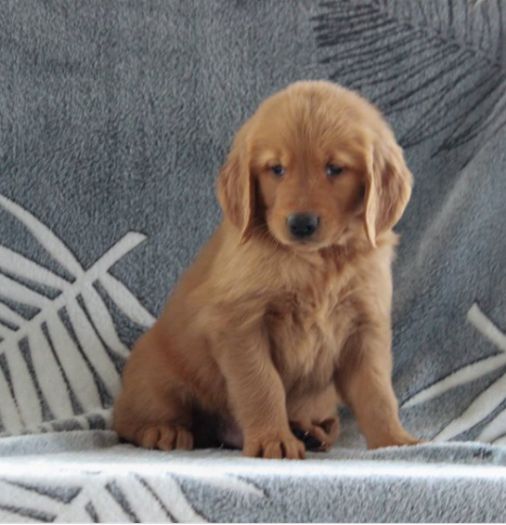 Two Top Class golden retriever Puppies Available