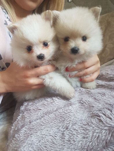Beautiful Cream White Tiny Pomeranian Puppies