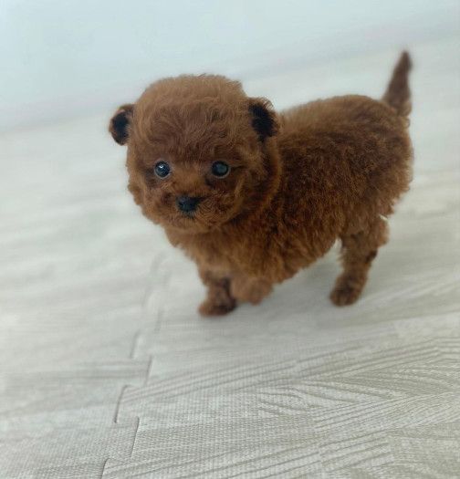 Adorable Toy Poodle Puppies Ready Now