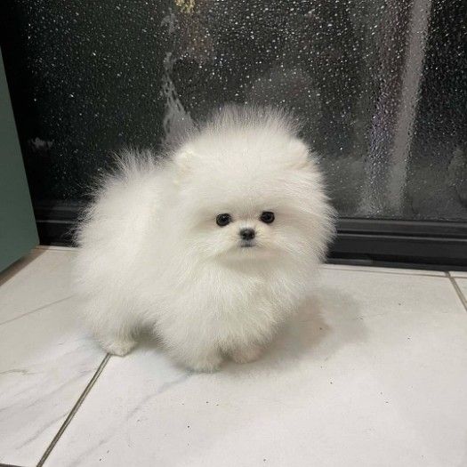 Classic   Pomeranian  for sale/WhatsApp text to +971 52 431 8742
