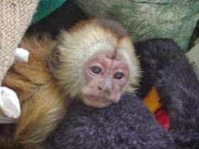 Healthy Young Capuchin and Marmoset monkeys 