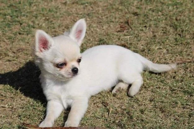 Adorable outstanding chihuahua puppies